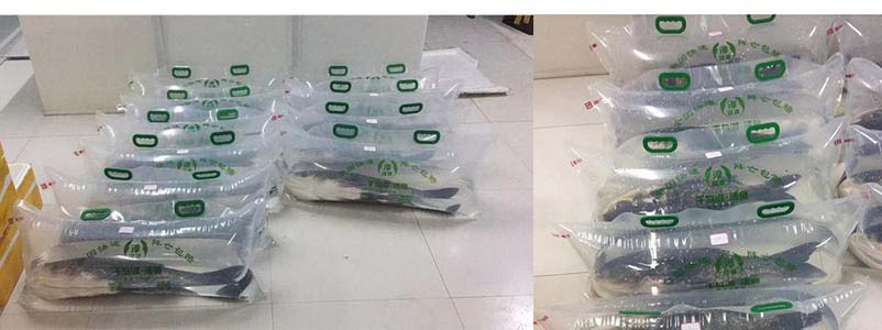 充氣包裝活魚 充氣包裝活魚